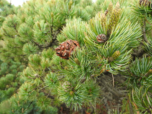 Pinus culminicola, photograph 3