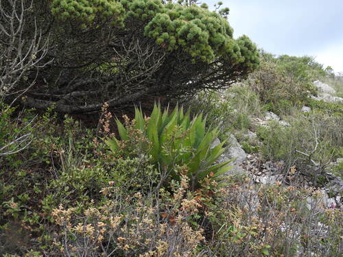 Agave montana