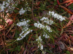 Myoporum floribundum