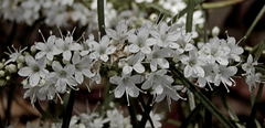 Myoporum floribundum