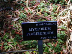 Myoporum floribundum