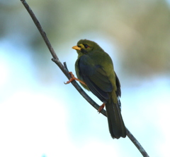 Bell Miner photo 4