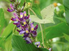 Pueraria montana lobata