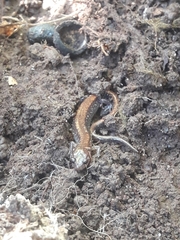 Plethodon cinereus image