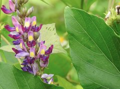 Pueraria montana lobata