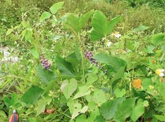 Pueraria montana lobata