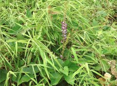 Pueraria montana lobata