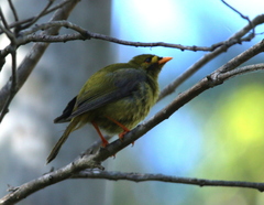 Bell Miner photo 5