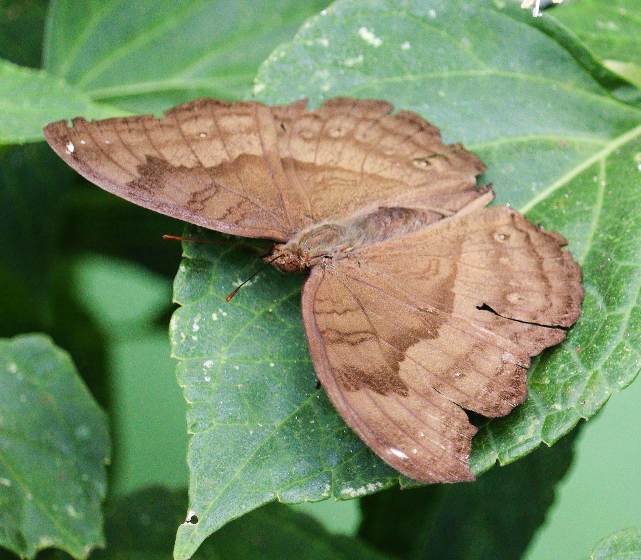 Chocolate Pansy
