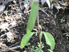 Monarda citriodora austromontana