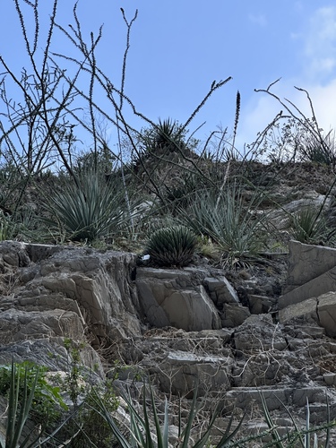 Agave victoriae-reginae (Agave victoriae-reginae)