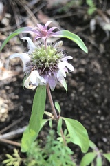 Monarda citriodora austromontana