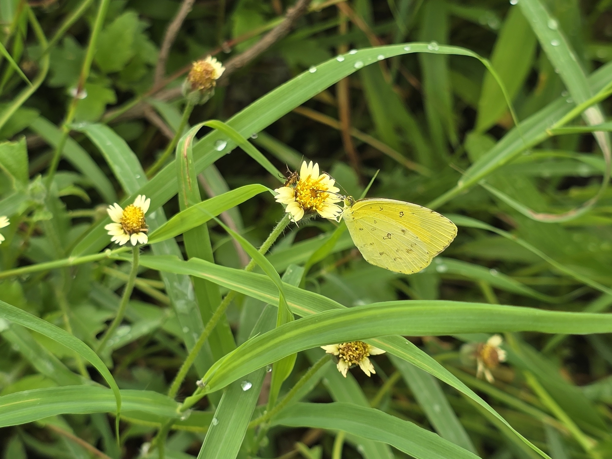 Common Grass Yellow