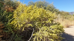 Atriplex canescens canescens