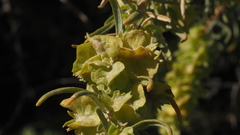 Atriplex canescens canescens