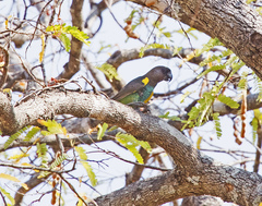 Poicephalus meyeri