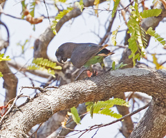 Poicephalus meyeri