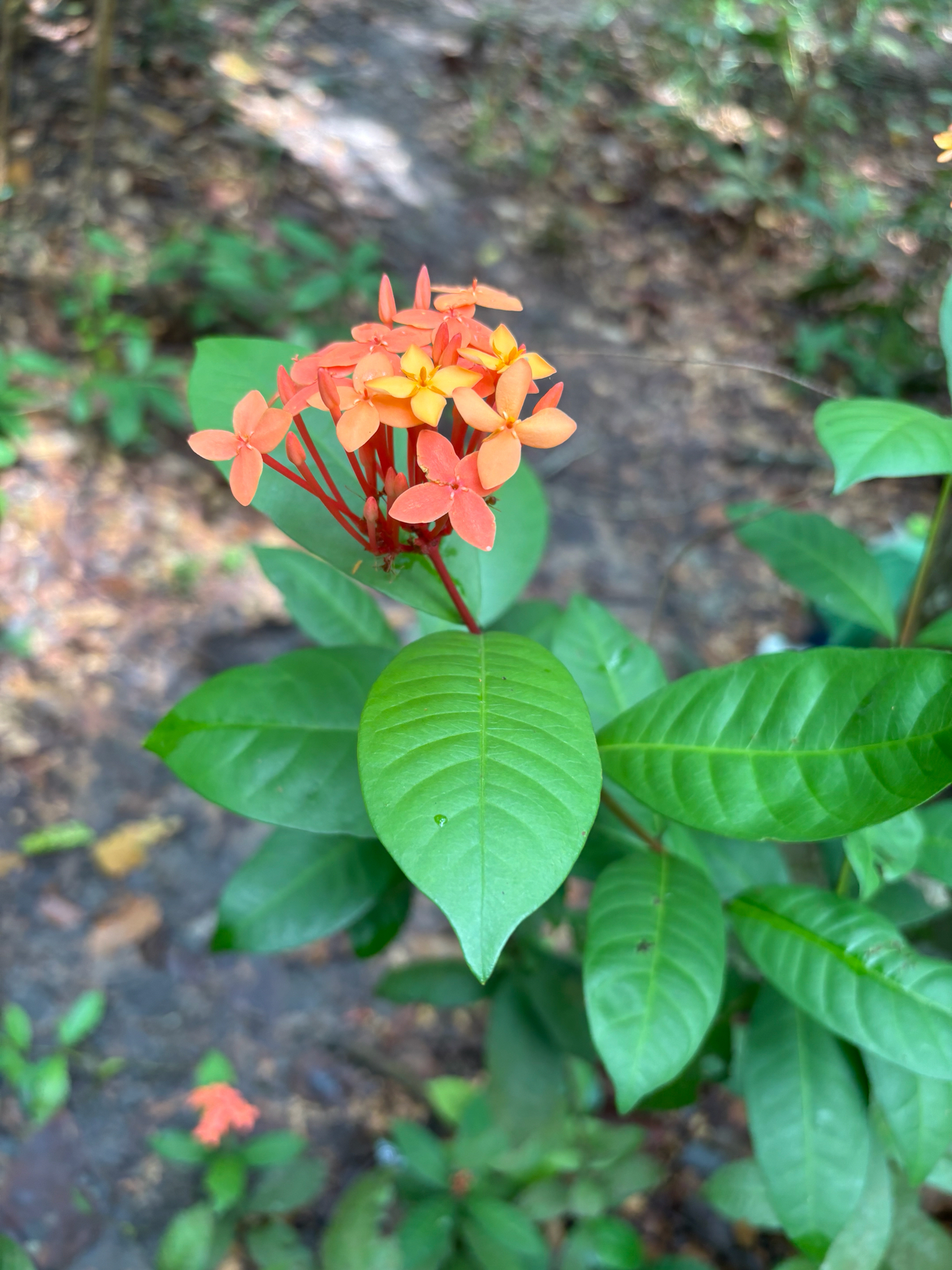 Ixora chinensis — ảnh 3