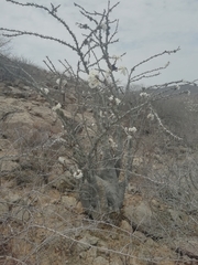 Pachypodium lealii image