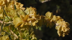 Atriplex canescens canescens