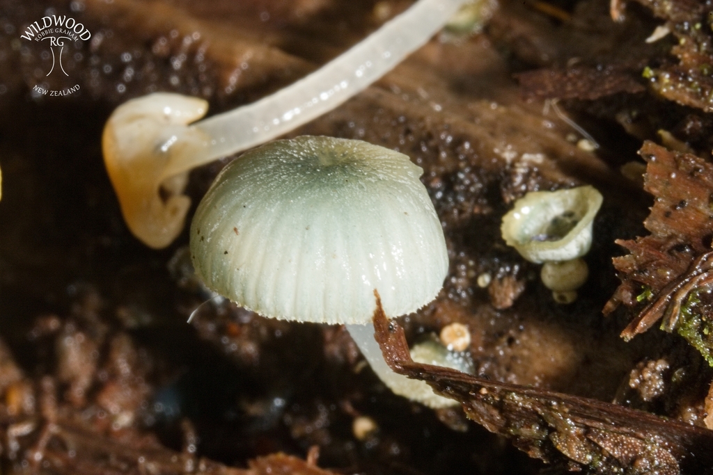Mycena interrupta · July 2025 · photo: © robbiebgraham (iNaturalist, cc0)