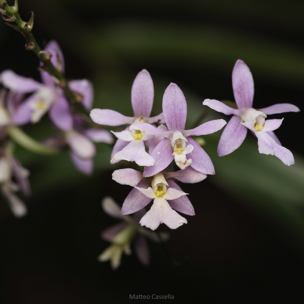 Epidendrum macdougallii (Hágsater) Hágsater 2