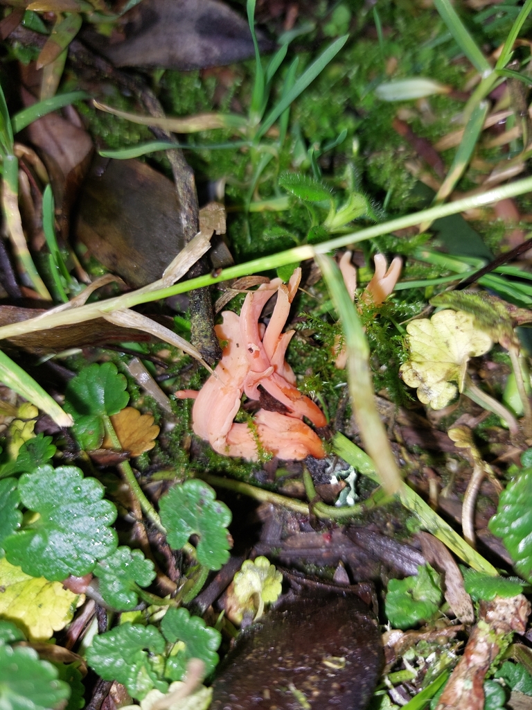 Clavulinopsis sulcata · July 2025 · photo: © forrest00 (iNaturalist, cc0)