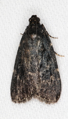 Araeopaschia demotis