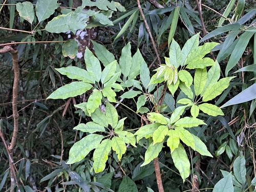 Heptapleurum heptaphyllum