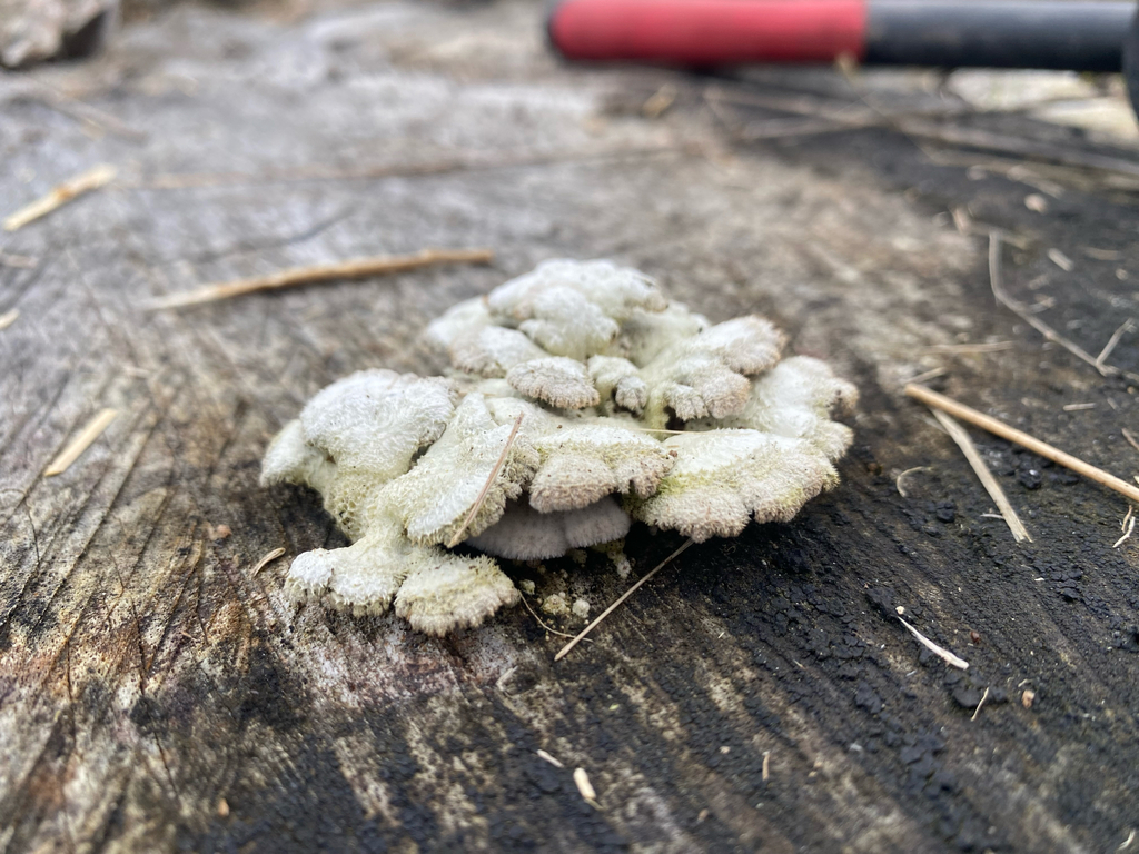 Schizophyllum commune · July 2025 · photo: © hannah_whittall (iNaturalist, cc-by)