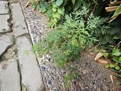 Ampelopsis aconitifolia