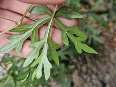 Ampelopsis aconitifolia, photograph (c) Marc Riera, some rights reserved (CC BY)