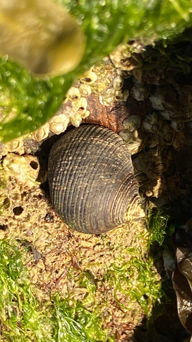 Littorina littorea