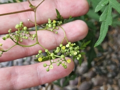 Ampelopsis aconitifolia, photograph (c) Marc Riera, some rights reserved (CC BY)