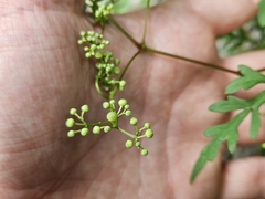 Ampelopsis aconitifolia, photograph (c) Marc Riera, some rights reserved (CC BY)