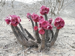 Ceropegia currorii subsp. currorii image