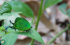 Arcas imperialis
