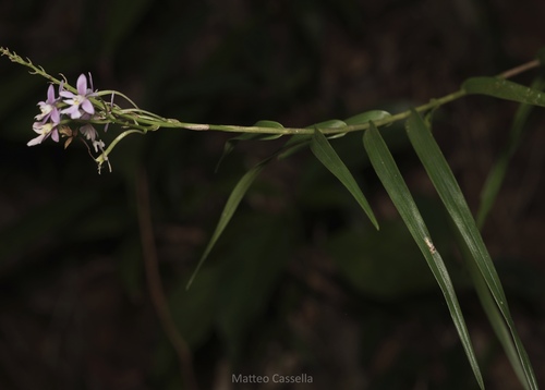 Epidendrum macdougallii