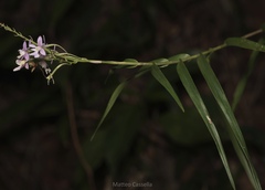 Epidendrum macdougallii