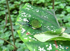 Arcas imperialis