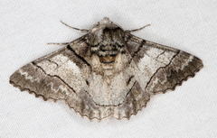 Hypobapta diffundens