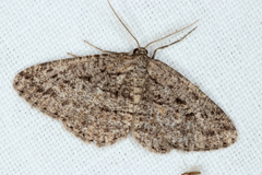 Zermizinga sinuata