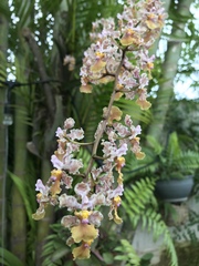 Trichocentrum andreanum