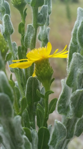 Image of Highlands Goldenaster (Chrysopsis highlandsensis) by (c) Jay Horn, some rights reserved (CC BY)