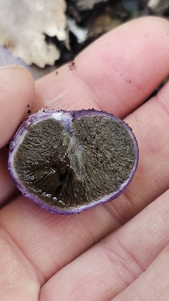 Gallacea scleroderma · July 2025 · photo: © henryahh (iNaturalist, cc0)