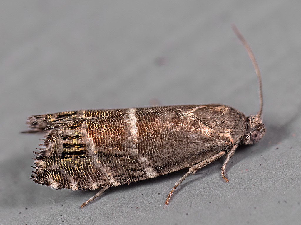 Scarce Pine Piercer