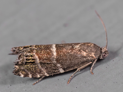 Scarce Pine Piercer