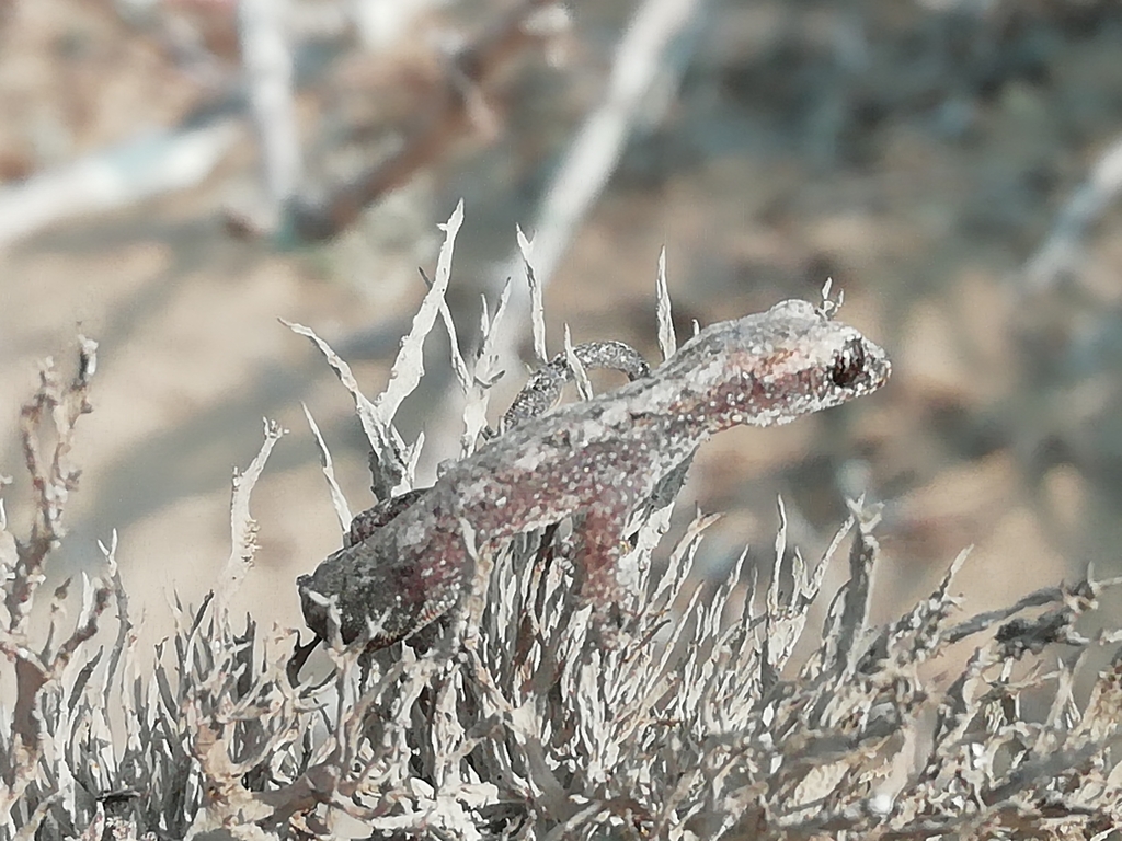 Angolan Leaf-toed Geckos