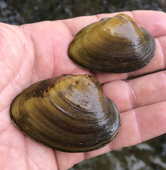 Ptychobranchus foremanianus