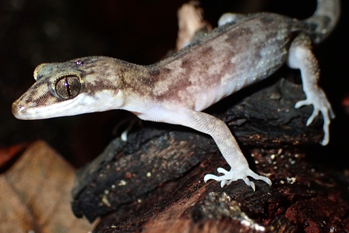 Nactus pelagicus observed 2025-07-04